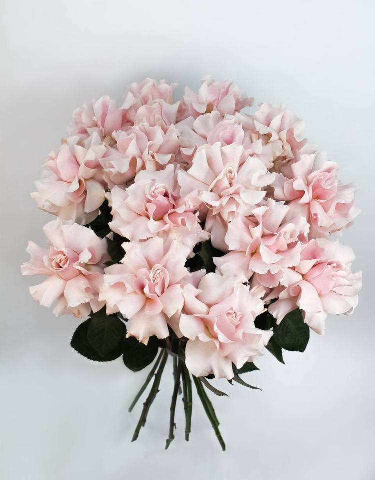 Букет французких роз (19 штук)