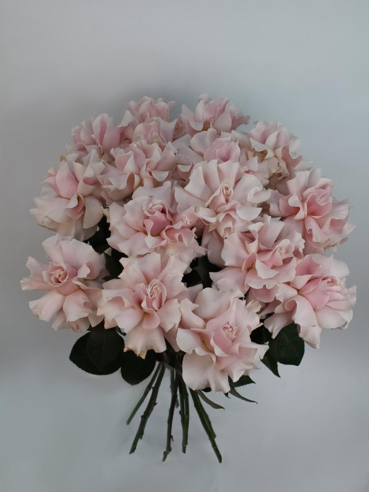 Букет французких роз (19 штук) (серый)