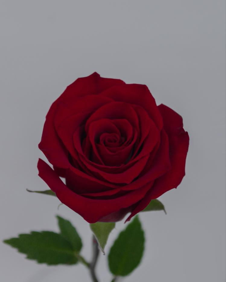 Эксплоер 2 (v1)